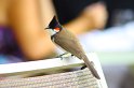 IMG_0584