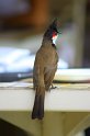 IMG_0590