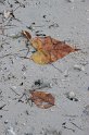 IMG_1387