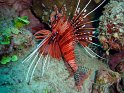 Poisson-diable